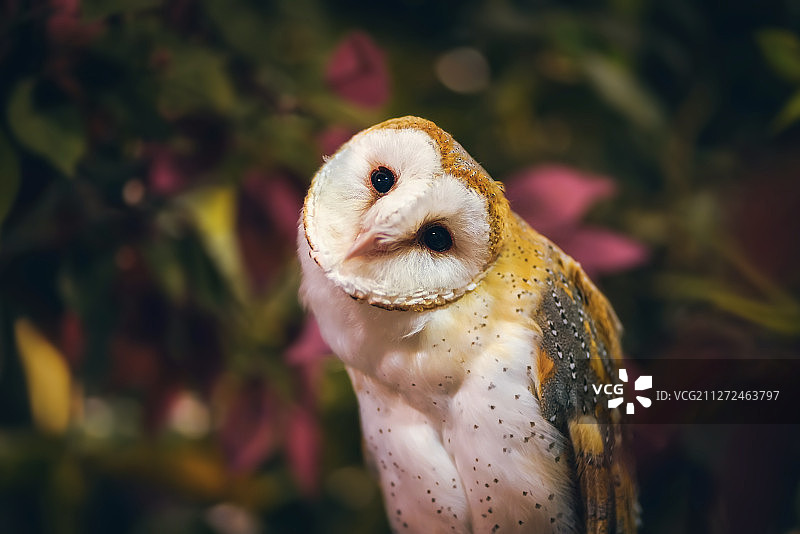 猫头鹰图片素材