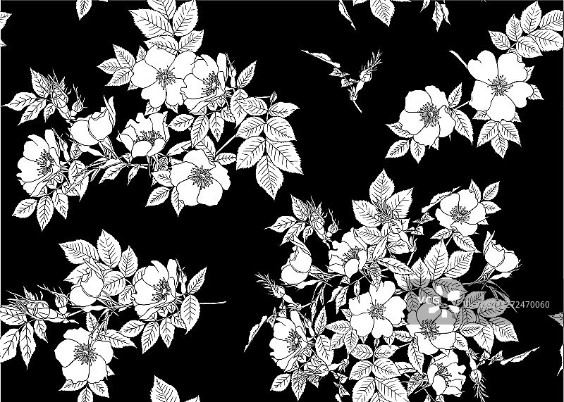 狗蔷薇图片素材