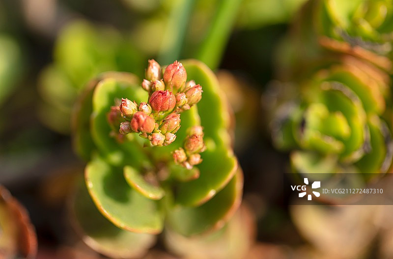 春天里生长着的长寿花图片素材
