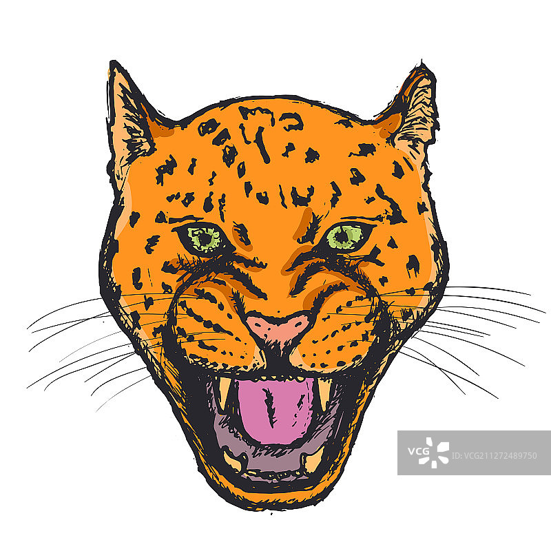 手绘的阿穆尔豹怒吼头像图片素材