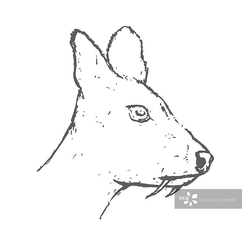 手绘麝鹿头部速写图片素材