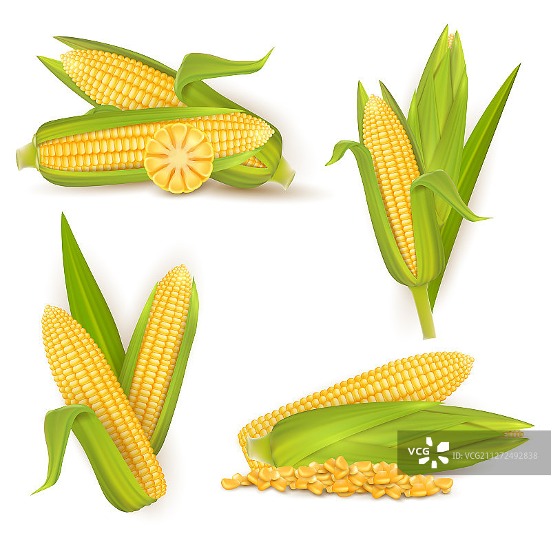 逼真甜玉米套装图片素材