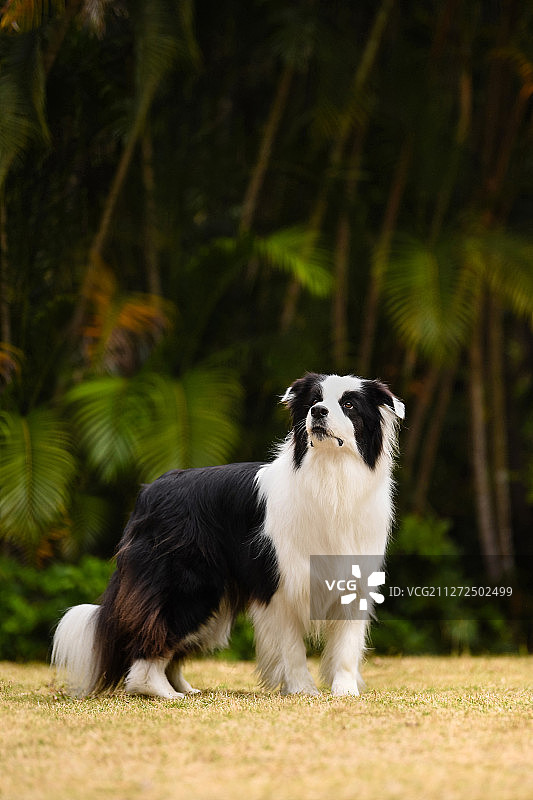 在户外玩耍的边境牧羊犬图片素材