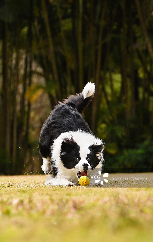 在户外玩耍的边境牧羊犬图片素材