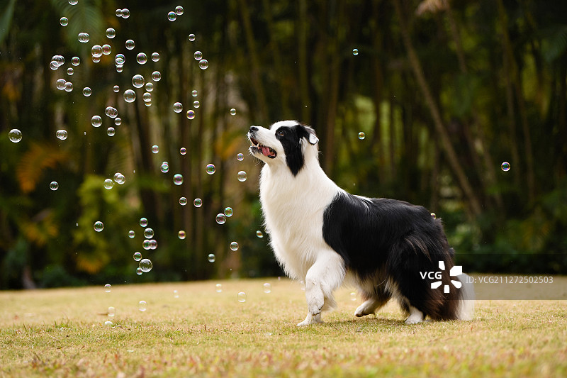 在户外玩耍的边境牧羊犬图片素材