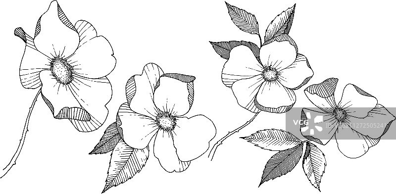 风格独特的野玫瑰图片素材