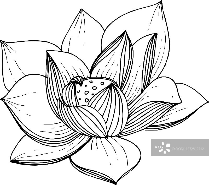 黑色莲花植物花卉图片素材