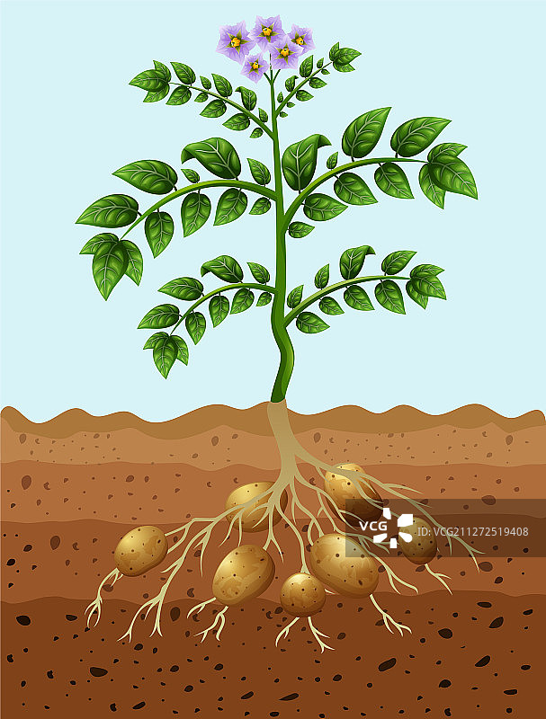 种植在地里的土豆图片素材