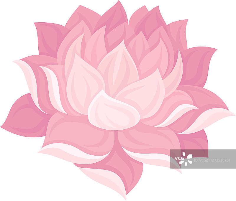 娇嫩的睡莲花蕾图片素材