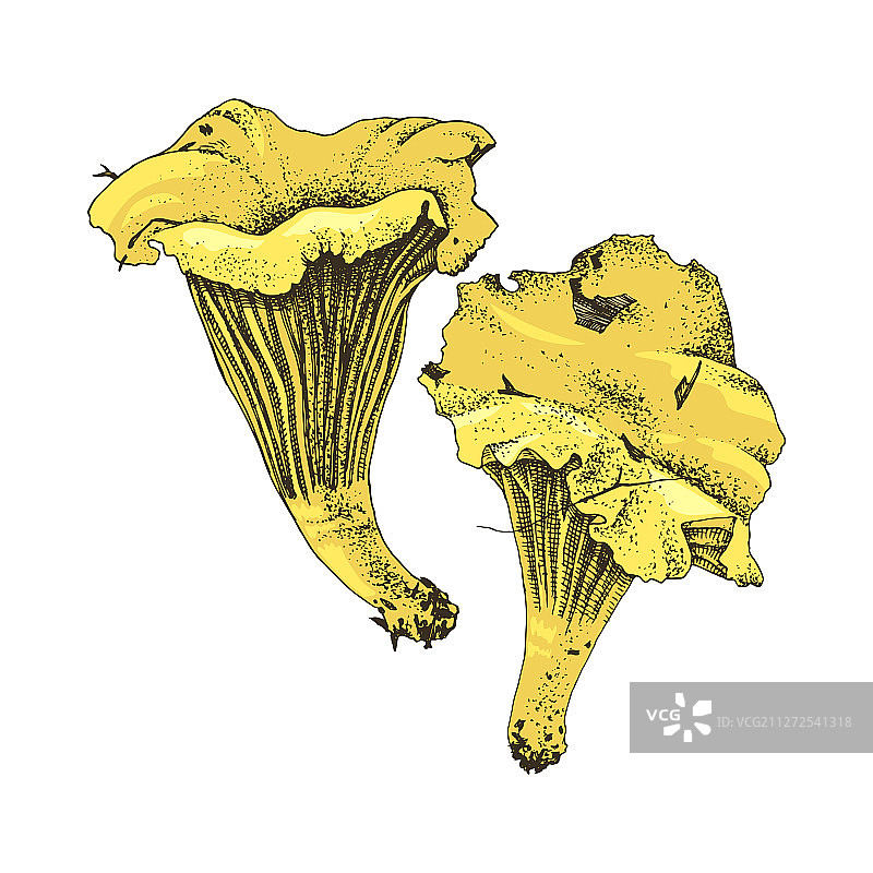 手绘鸡油菌图片素材