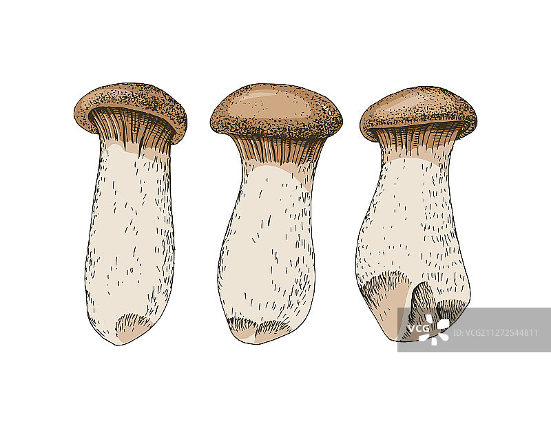 手绘杏鲍菇图片素材