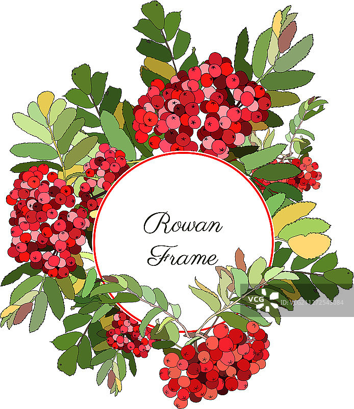 红色花楸果装饰的圆形框架图片素材