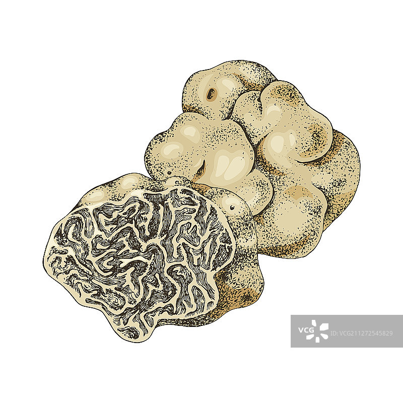 手绘白色松露或大块块菌图片素材