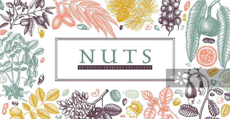 手绘坚果花环设计图片素材