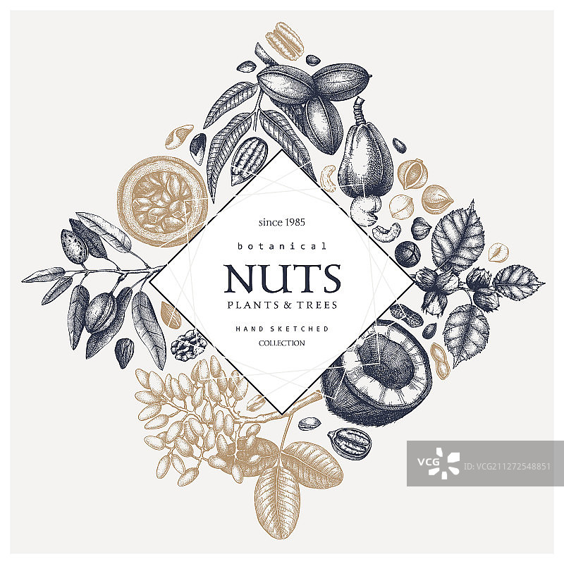 手绘坚果花环设计图片素材