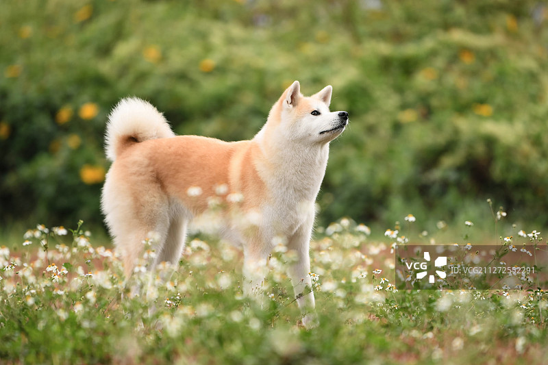 公园里的秋田犬图片素材