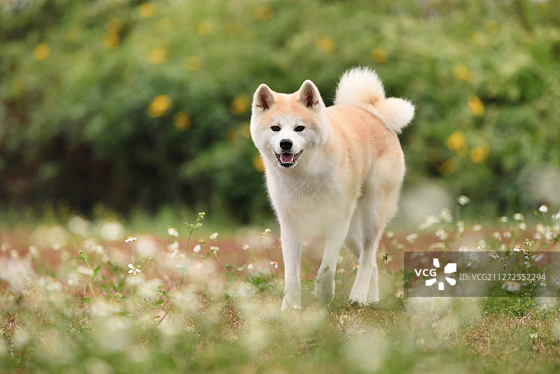 公园里的秋田犬图片素材