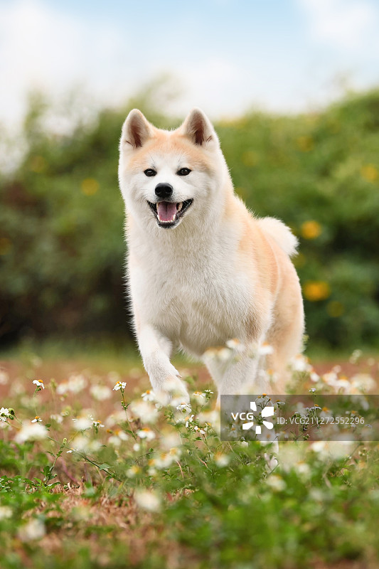公园里的秋田犬图片素材