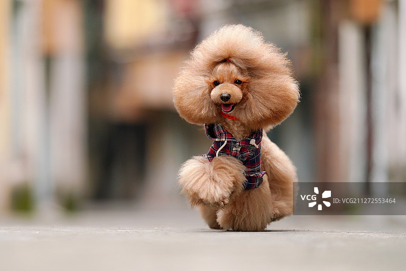 红色贵宾犬图片素材