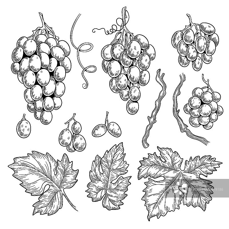餐厅菜单用葡萄涂鸦葡萄酒符号图片素材