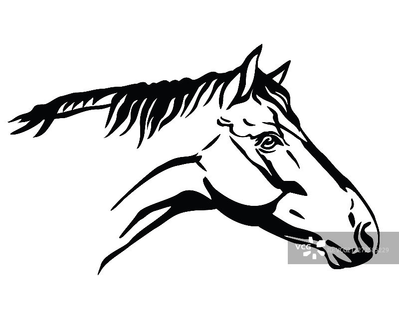 马的画像图片素材