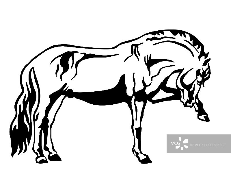 站立的马 3图片素材