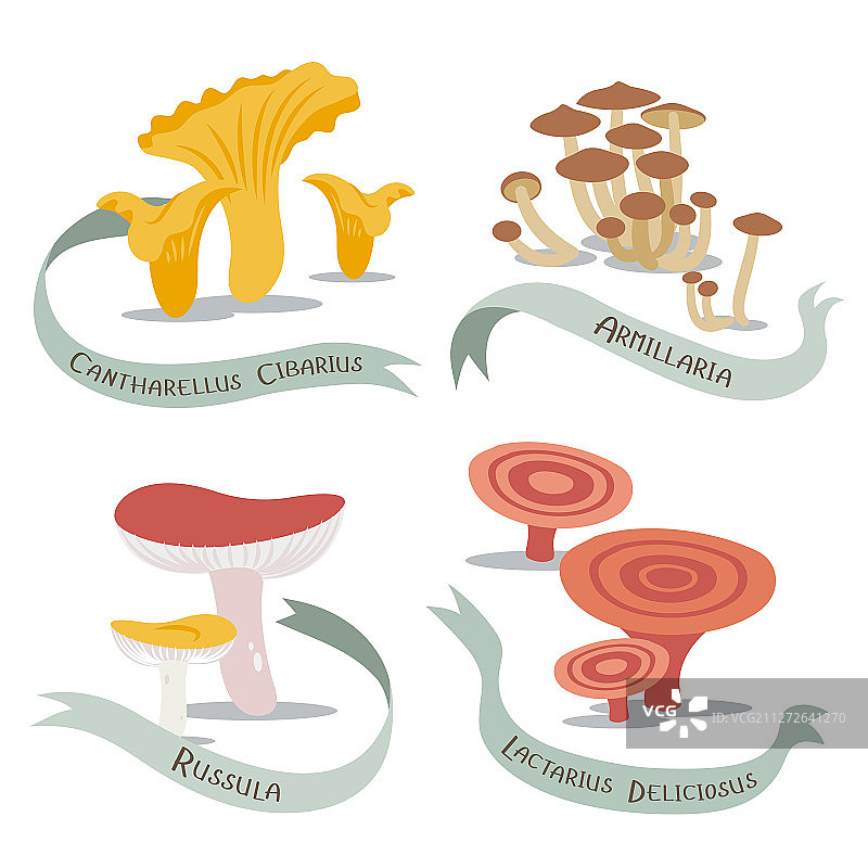 可食用蘑菇名称图图片素材