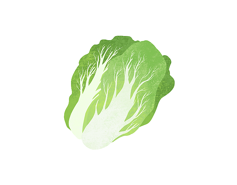 一颗新鲜的大白菜的插画元素图片素材