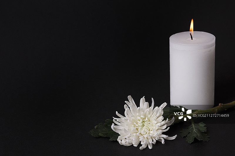 纪念日概念，白色菊花034图片素材