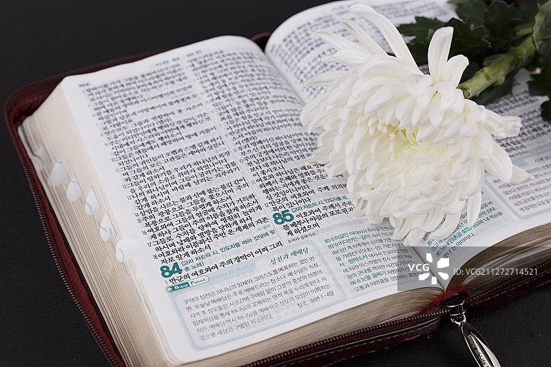 纪念日概念：白色菊花050图片素材