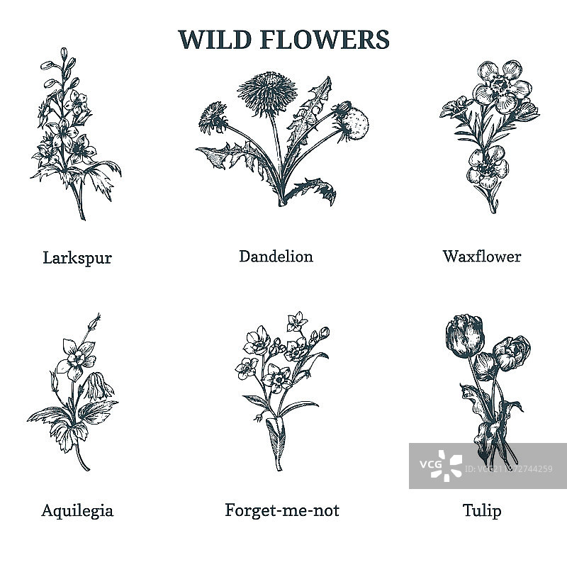 手绘野花图片素材