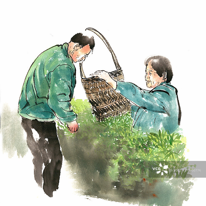 春季摘茶图片素材