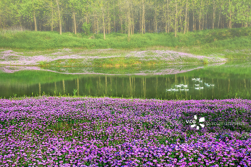 春意盎然图片素材