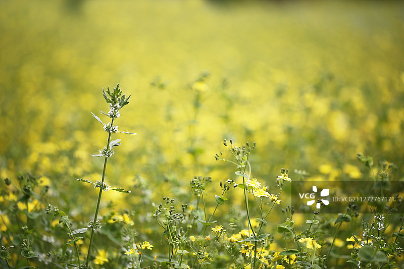 中草药夏至草小益母草图片素材