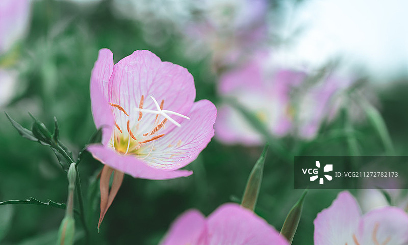 美丽月见草图片素材