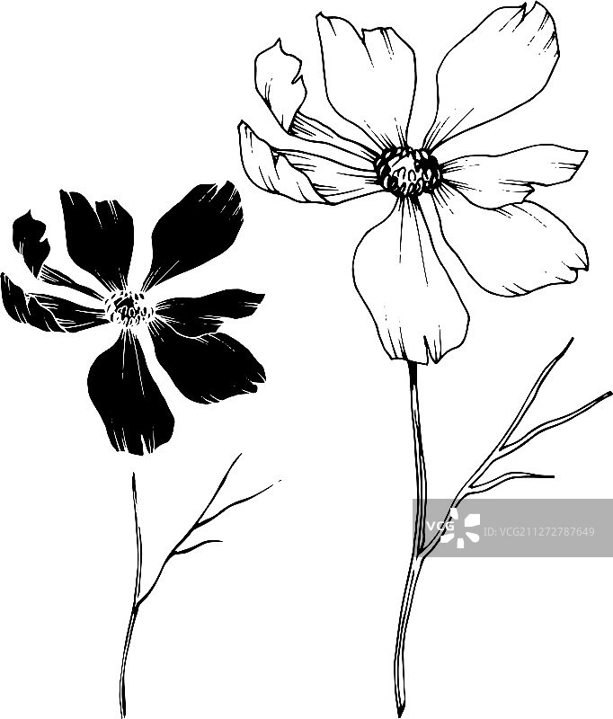 宇宙花，植物花黑色和图片素材