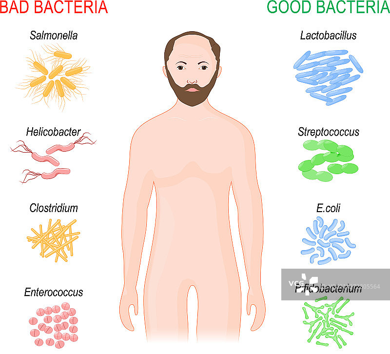 益生菌肠道菌群中的好坏细菌图片素材