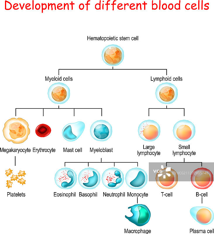 不同的血细胞发育图片素材