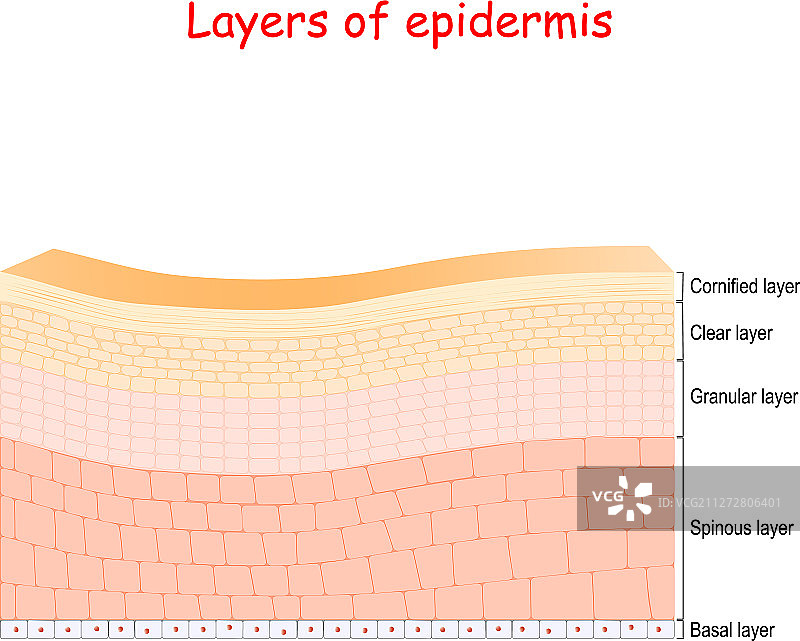 表皮细胞结构层图片素材
