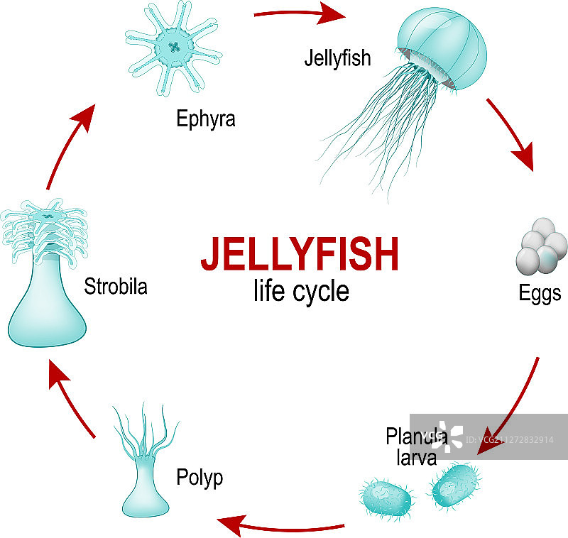 水母从卵到幼虫的生命周期图片素材