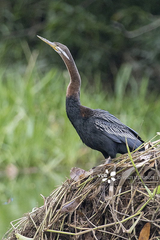 澳洲蛇鸟图片素材