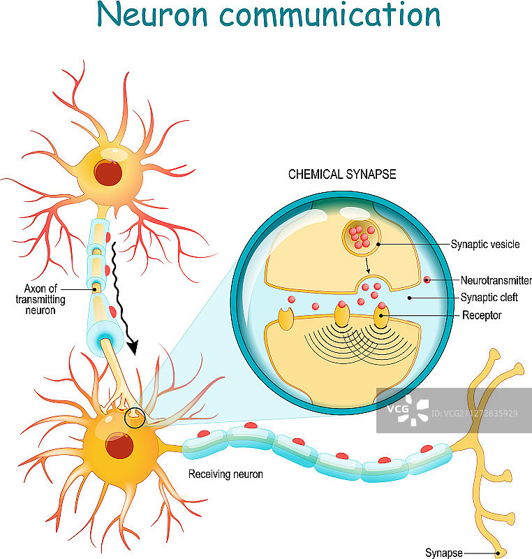 两个神经元之间的神经信号传递图片素材