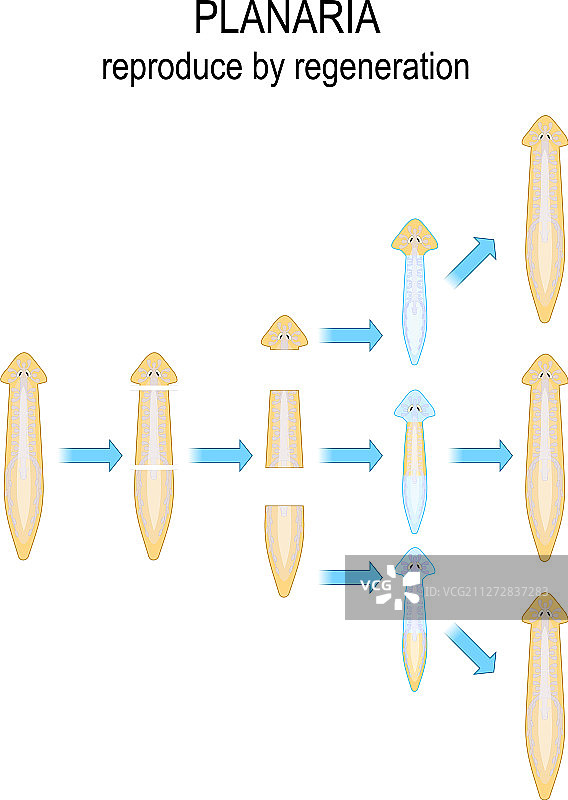 涡虫再生繁殖图片素材
