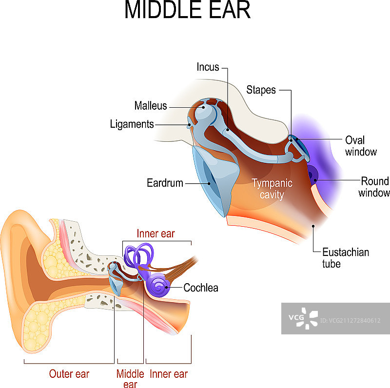 中耳的三个听小骨：锤骨、砧骨图片素材