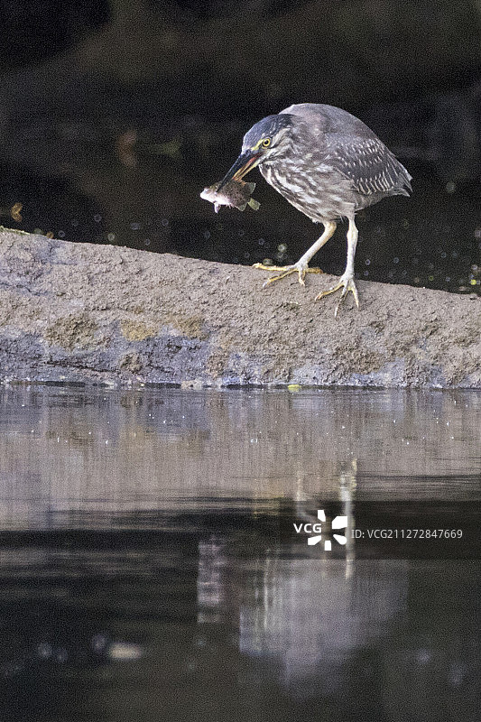 捕到鱼的条纹苍鹭图片素材