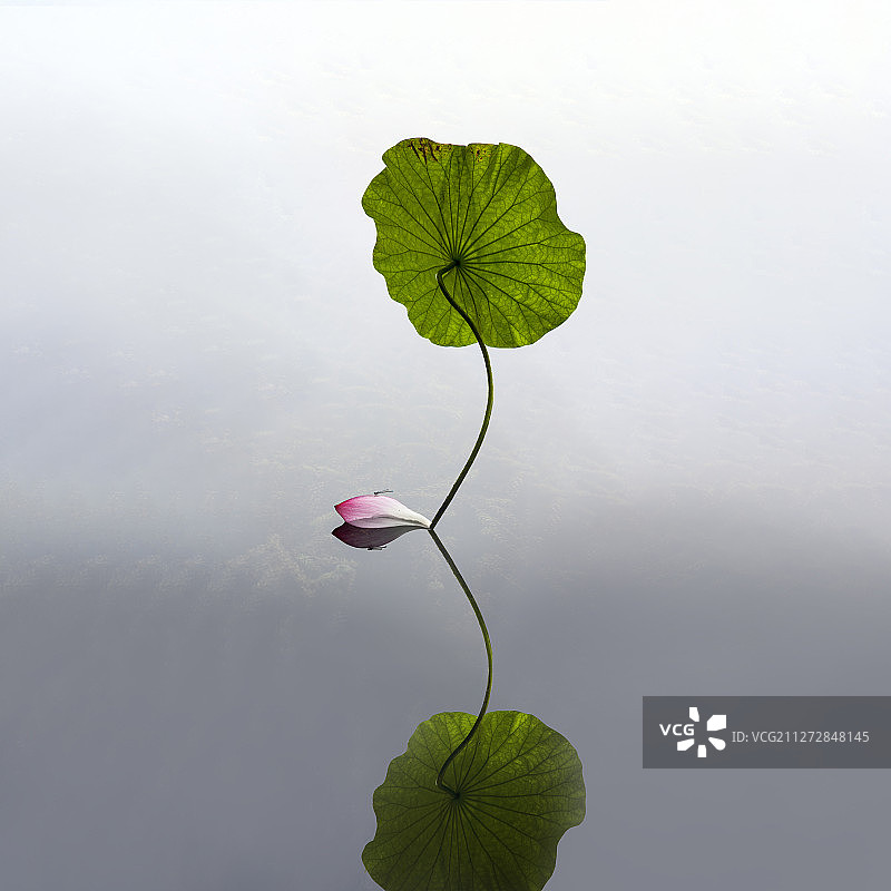 让尘世最美的清香，染灵魂的花色。图片素材