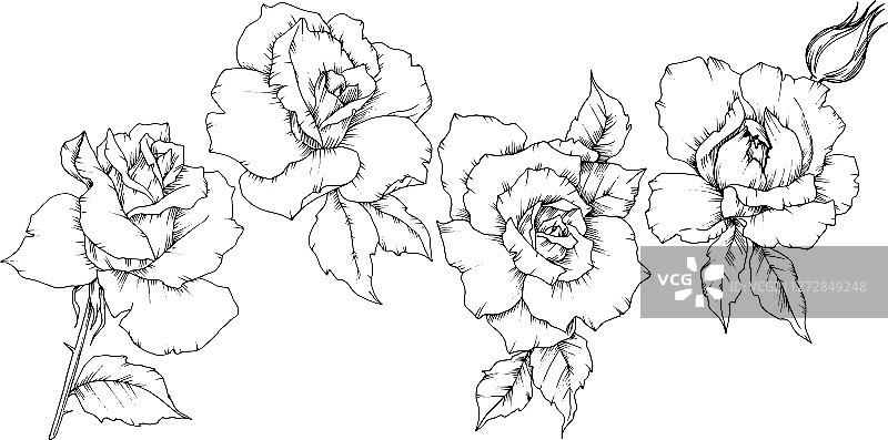 独立风格的玫瑰花图片素材