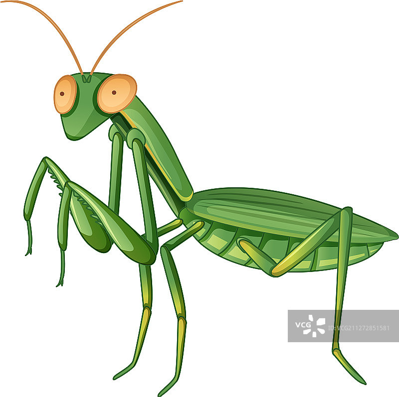 白色背景上的螳螂图片素材