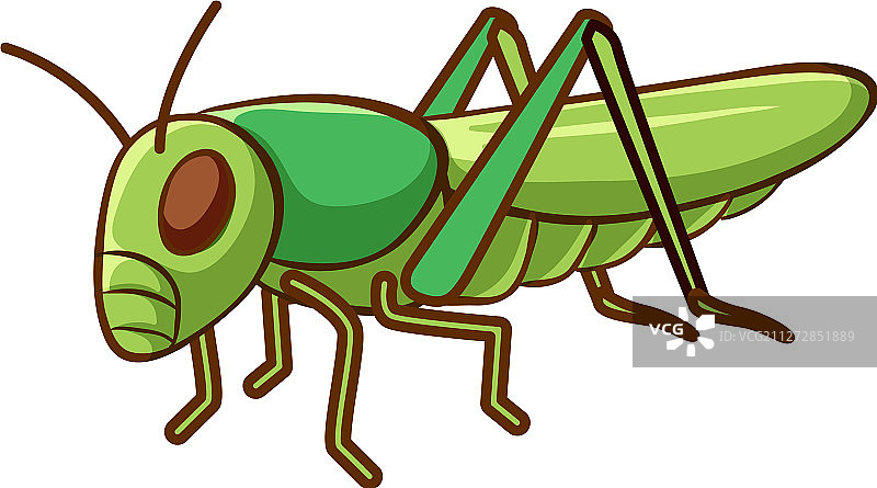 白色背景上的绿色蚱蜢图片素材