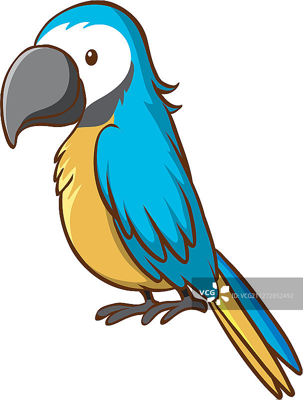 白色背景上的蓝色鹦鹉图片素材